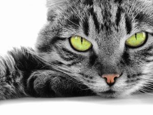 animal 003