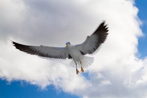 animal 009