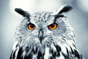 animal 014