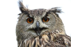animal 016
