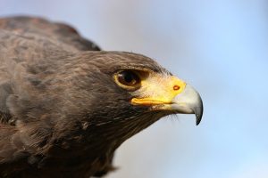 animal 017