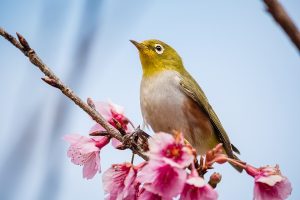 animal 019