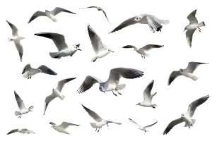 animal 028