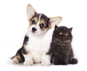 animal 030