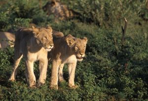 animal 042