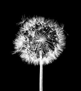 black_white 012