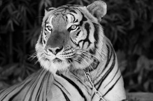 black_white 015