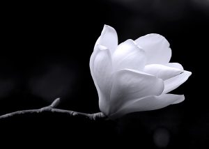 black_white 026