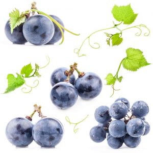 food 066