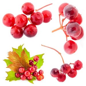 food 069