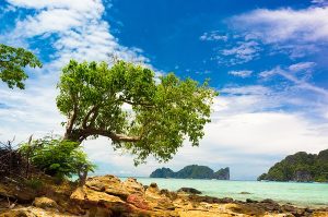 landscape 057